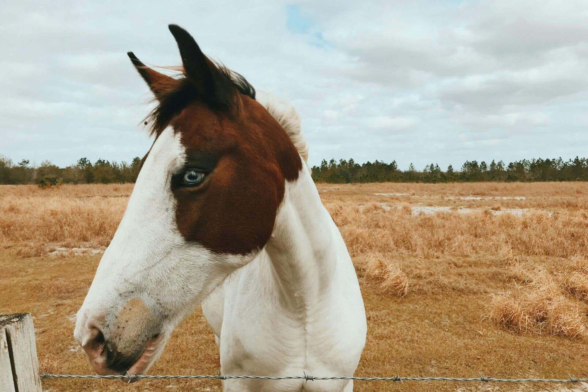 Phase 1 Environmental Site Assessment in Austin, Texas